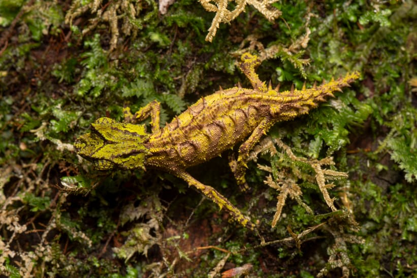 Brookesia vadoni im Makira Naturpark