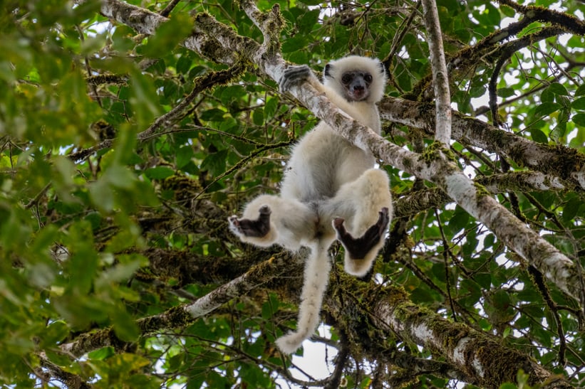 Seiden-Sifaka hängt an einem Baum im Makira-Naturpark.