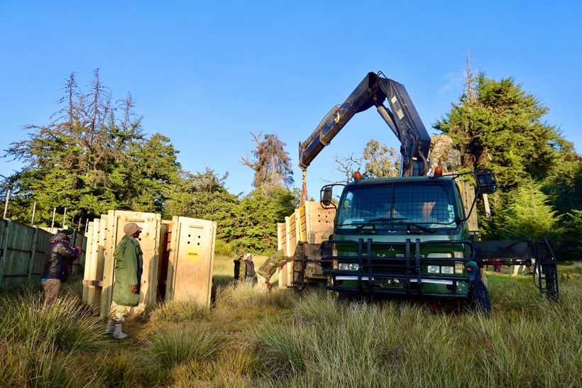 Ankunft Bergbongos im Wiederansiedlungszentrum. 