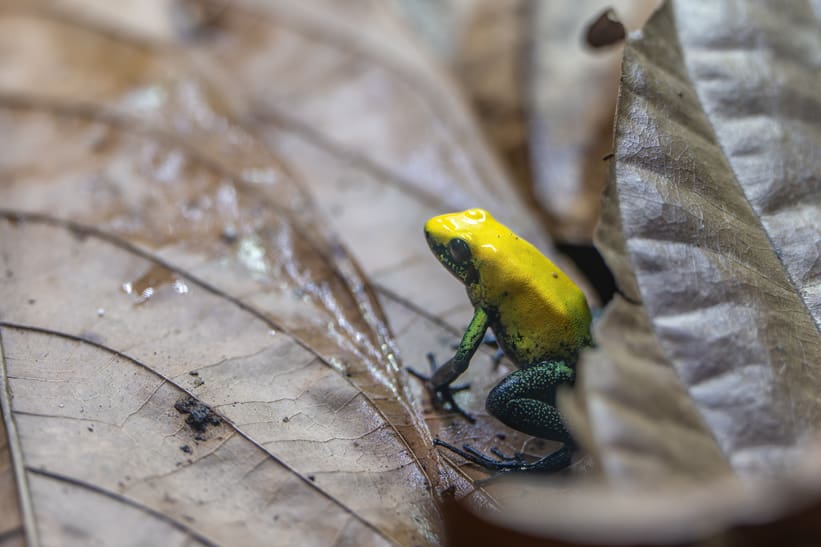 Zweifarbiger Pfeilgiftfrosch im Zoo Zürich.