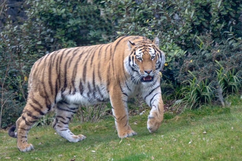 Amurtiger im Zoo Zürich, März 2025.