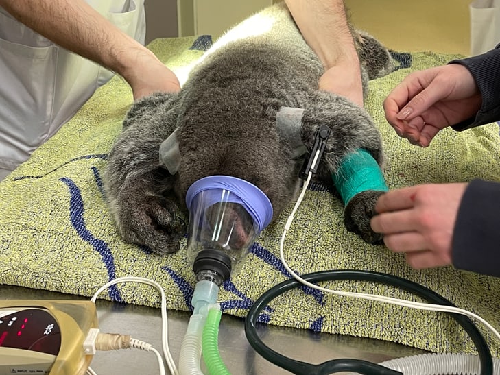 Untersuchung von Koala-Weibchen Maisy im Zoo Zürich