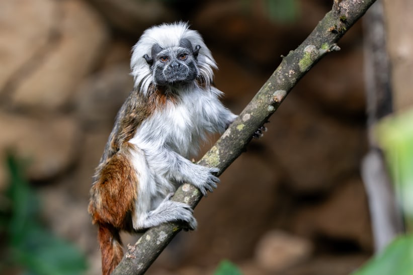 Lisztaffe im Zoo Zürich.