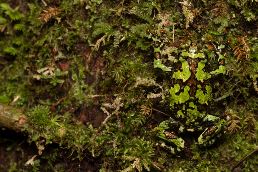 Scaphiophryne boribory im Makira Naturpark