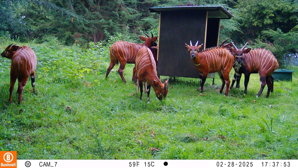 Bergbongos im Wiederansiedlungszentrum.