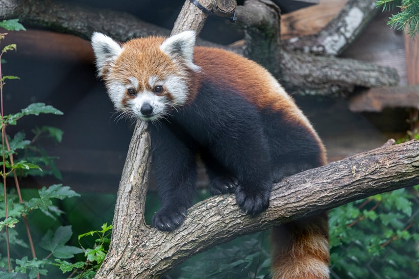 Kleiner Panda Xanju im Zoo Zürich, Juni 2024.