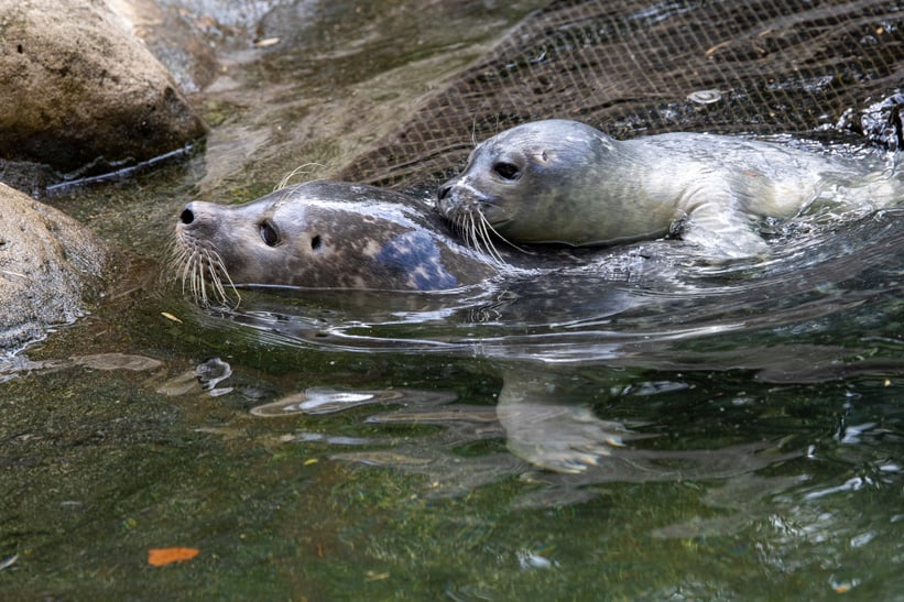 Seehund-Jungtier vom 28. Juni 2023 mit Mutter im Zoo Zürich