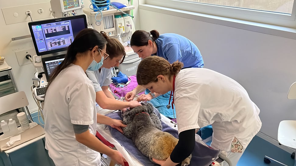 Untersuchung von Koala-Weibchen Maisy am Universitären Tierspital Zürich
