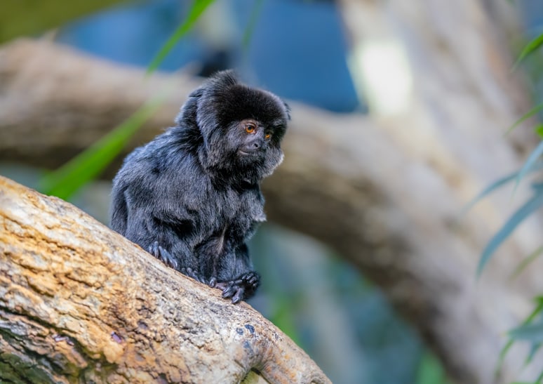 Springtamarin im Zoo Zürich.