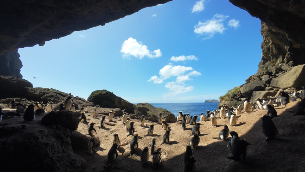Kronenpinguin-Kolonie auf den Antipoden-Inseln.