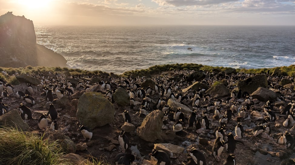 Kronenpinguin-Kolonie auf den Antipoden-Inseln.