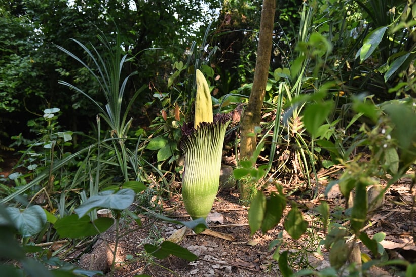 Sich öffnende Blüte der Titanwurz am 19. Juni 2025.