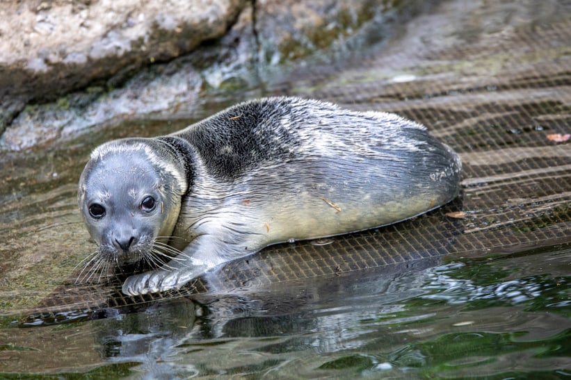 Seehund-Jungtier vom 28. Juni 2023 im Zoo Zürich