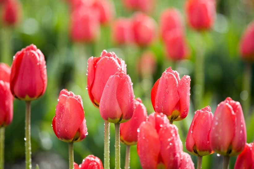 Tulpenblüten