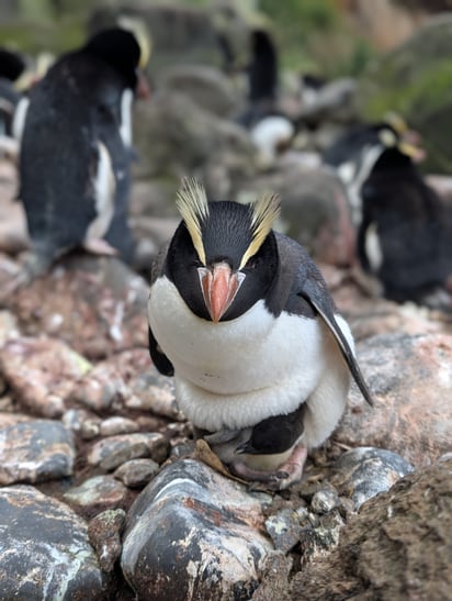 Kronenpinguin mit Jungtier auf den Antipoden-Inseln.