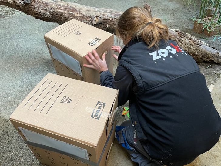 Einfangen junger Waldrappe im Zoo Zürich zur Abgabe in das Auswilderungsprojekt in Spanien.