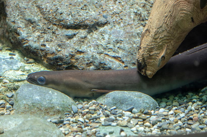 Europäischer Aal im Zoo Zürich