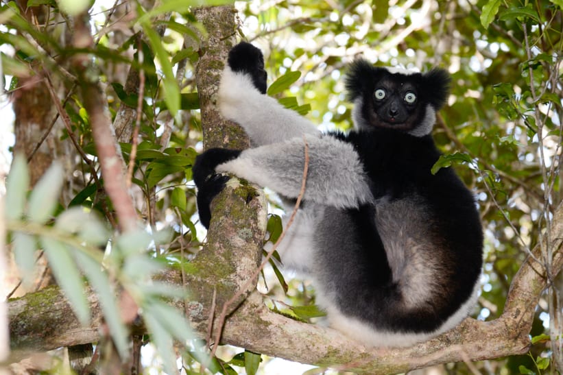 Indri in der Andasibe-Region auf Madagaskar.