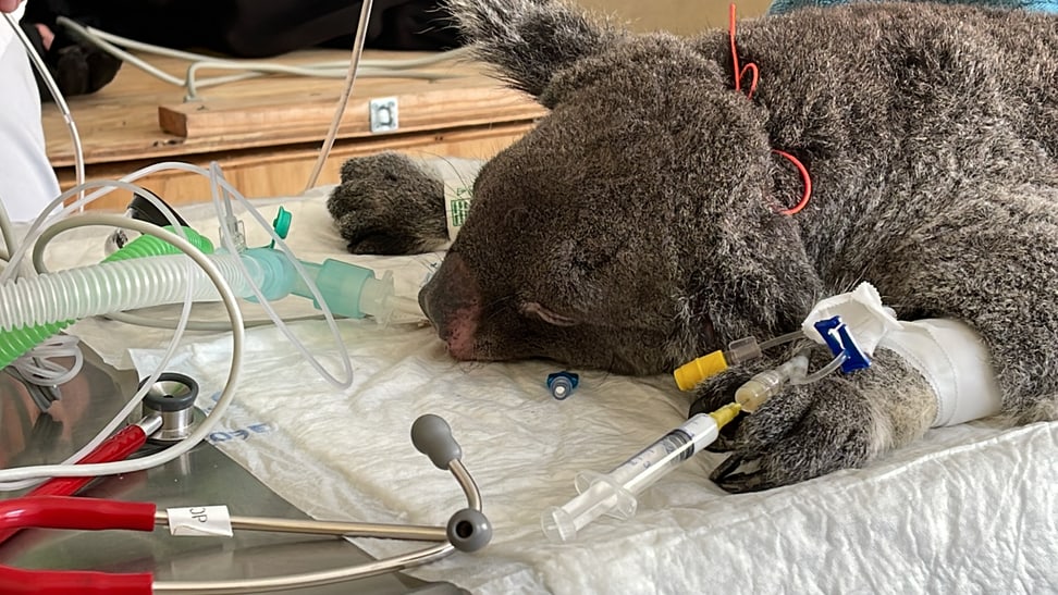 Untersuchung von Koala-Weibchen Maisy am Universitären Tierspital Zürich