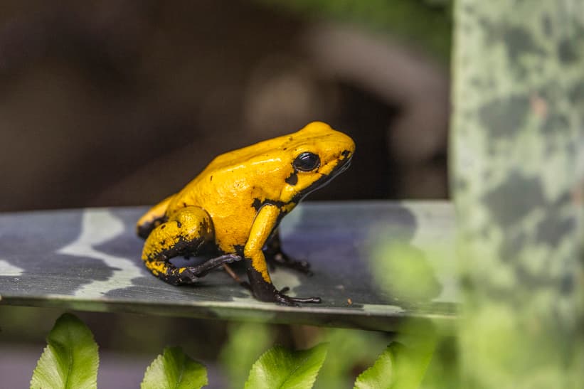 Goldener Pfeilgiftfrosch im Zoo Zürich.