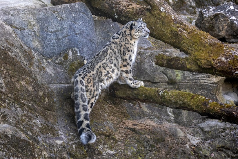 Schneeleopard im Zoo Zürich, März 2025.