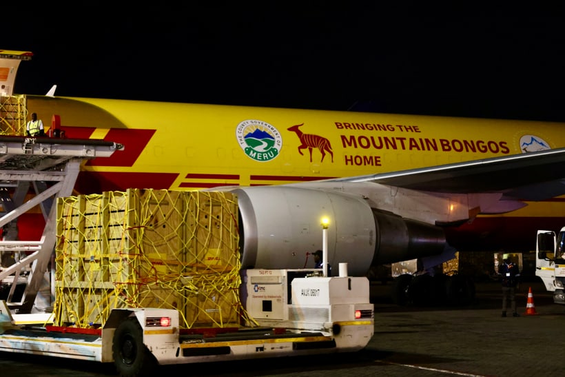 Bergbongos werden entladen.