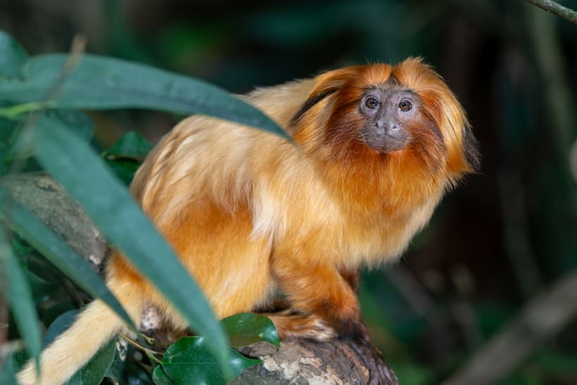 Goldgelbes Löwenäffchen im Zoo Zürich.