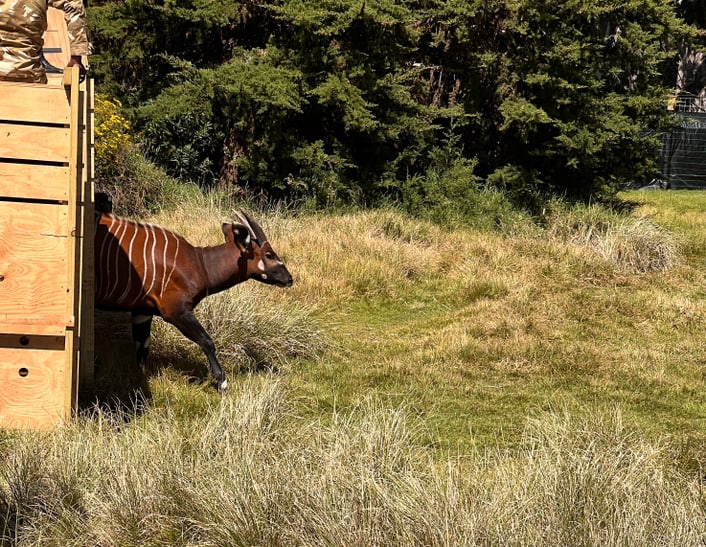 Bergbongo läuft aus Transportbox. 