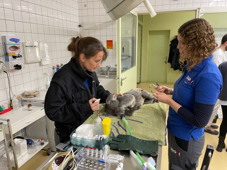 Untersuchung von Koala-Weibchen Maisy im Zoo Zürich