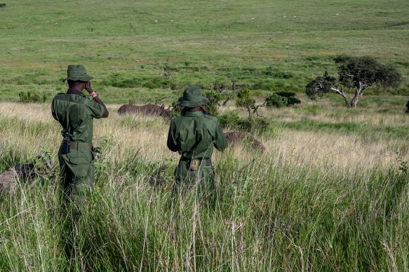 Zwei Ranger in Lewa entdecken den verletzten Spitzmaulnashornbullen "Lucky".