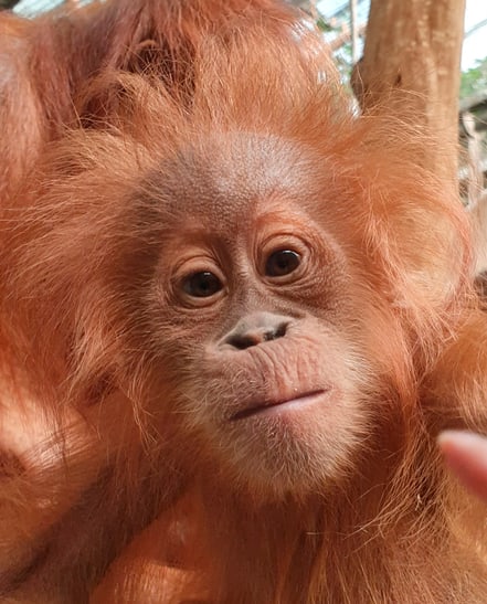Sumatra-Orang-Utan Utu im Zoo Zürich (2020).