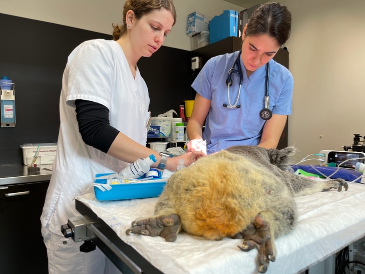 Untersuchung von Koala-Weibchen Maisy am Universitären Tierspital Zürich