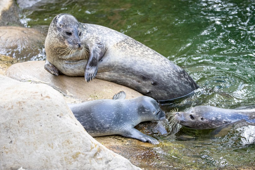 Die Seehunde Pila (l.), noch namenloses Jungtier und Skadi im Zoo Zürich.