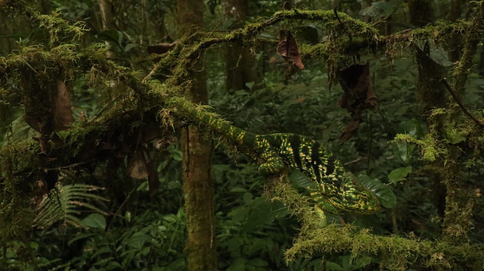 Calumma parsonii cristifer im Makira Naturpark