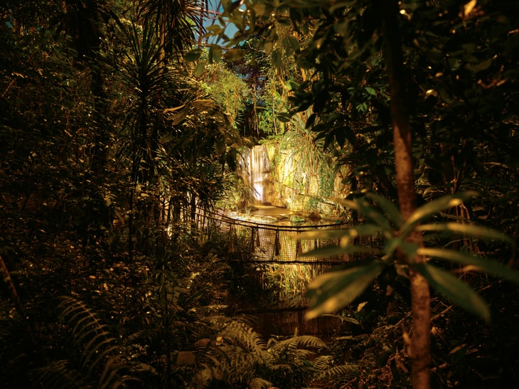 Beleuchteter Masoala Regenwald im Zoo Zürich. Visual für Masoala by Night 2026.