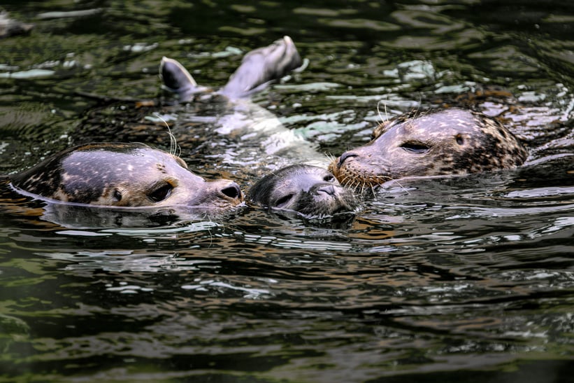 Die Seehunde Skadi (l.), noch namenloses Jungtier und Pila im Zoo Zürich.