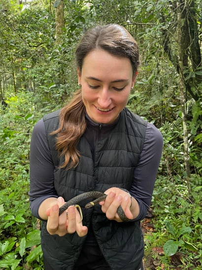 Person mit Compsophis vinckei in den Händen, im Makira Naturpark 