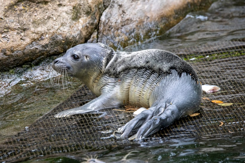 Seehund-Jungtier vom 28. Juni 2023 im Zoo Zürich