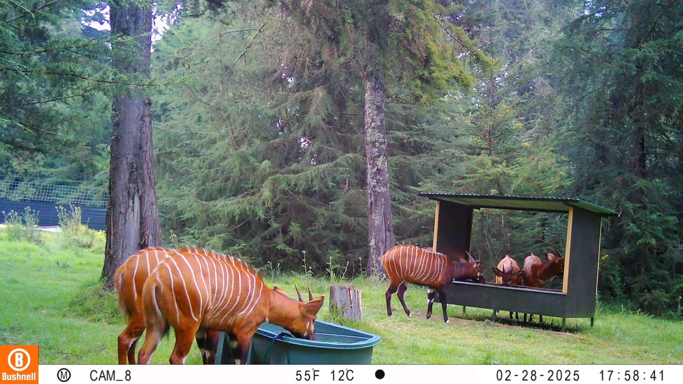Bergbongos im Wiederansiedlungszentrum in Kenia.