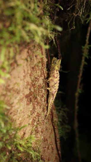 Brookesia vadoni im Makira Naturpark