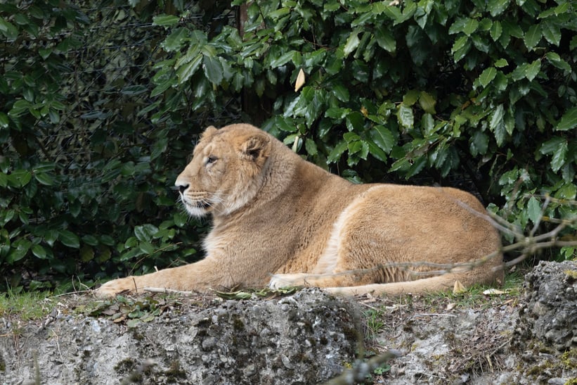Asiatischer Löwe in Panthera im Zoo Zürich, März 2025.
