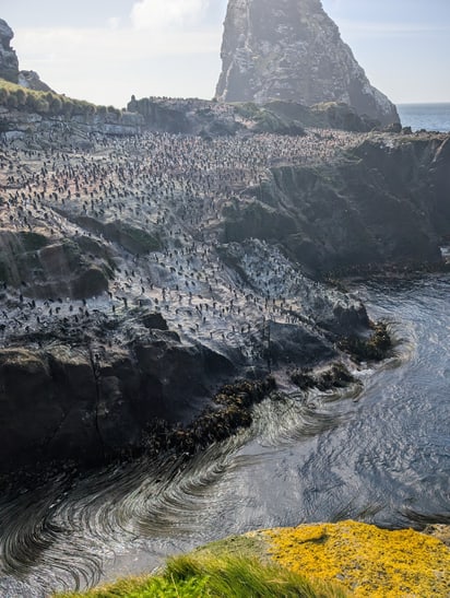 Kronenpinguin-Kolonie auf den Antipoden-Inseln