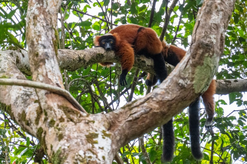 Roter Vari liegt auf Ast.