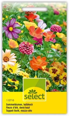 Sommerblumen Sommerblumen
