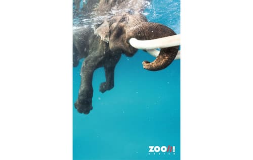 Zoo-Poster Elefant