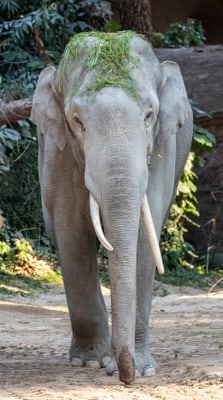 Badetuch Elefant 100 x 180 cm Badetuch Elefant 100 x 180 cm