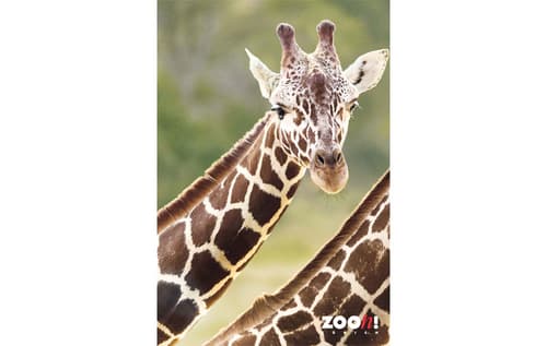 Zoo-Poster Giraffe