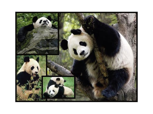 Panda Puzzle von Ambassador