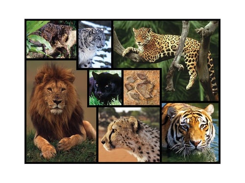 Wildkatzen Puzzle von Ambassador