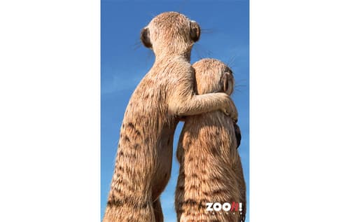 Zoo-Poster Erdmännchen